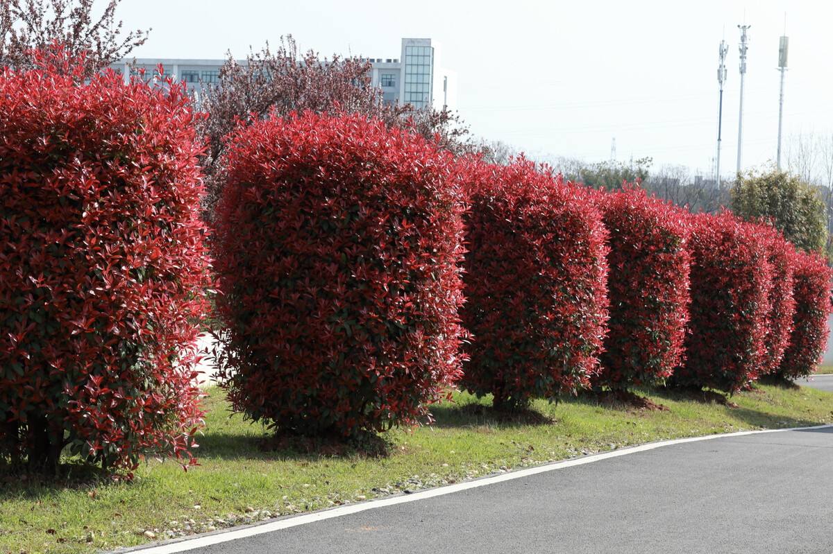 森禾红叶石楠,森禾2.0