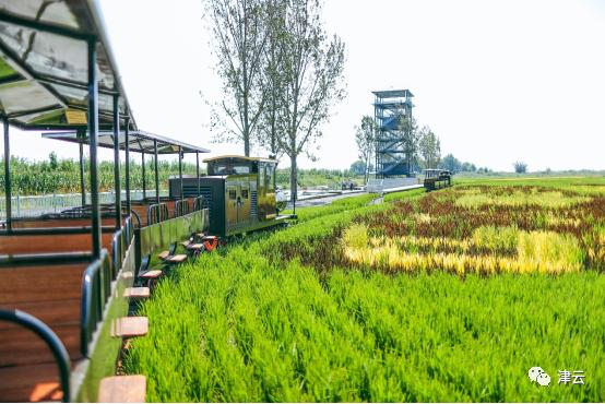 观稻景、吃蟹面、钓螃蟹……这里的“中秋”,好吃好看好玩