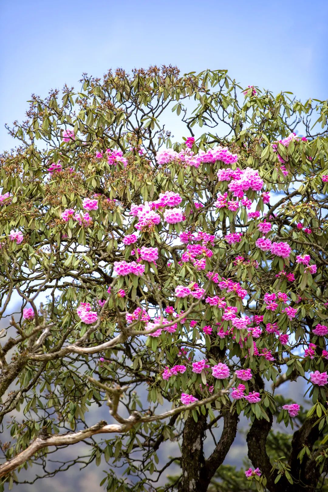 2020五一峨眉山开放的景点,五一峨眉山旅游攻略