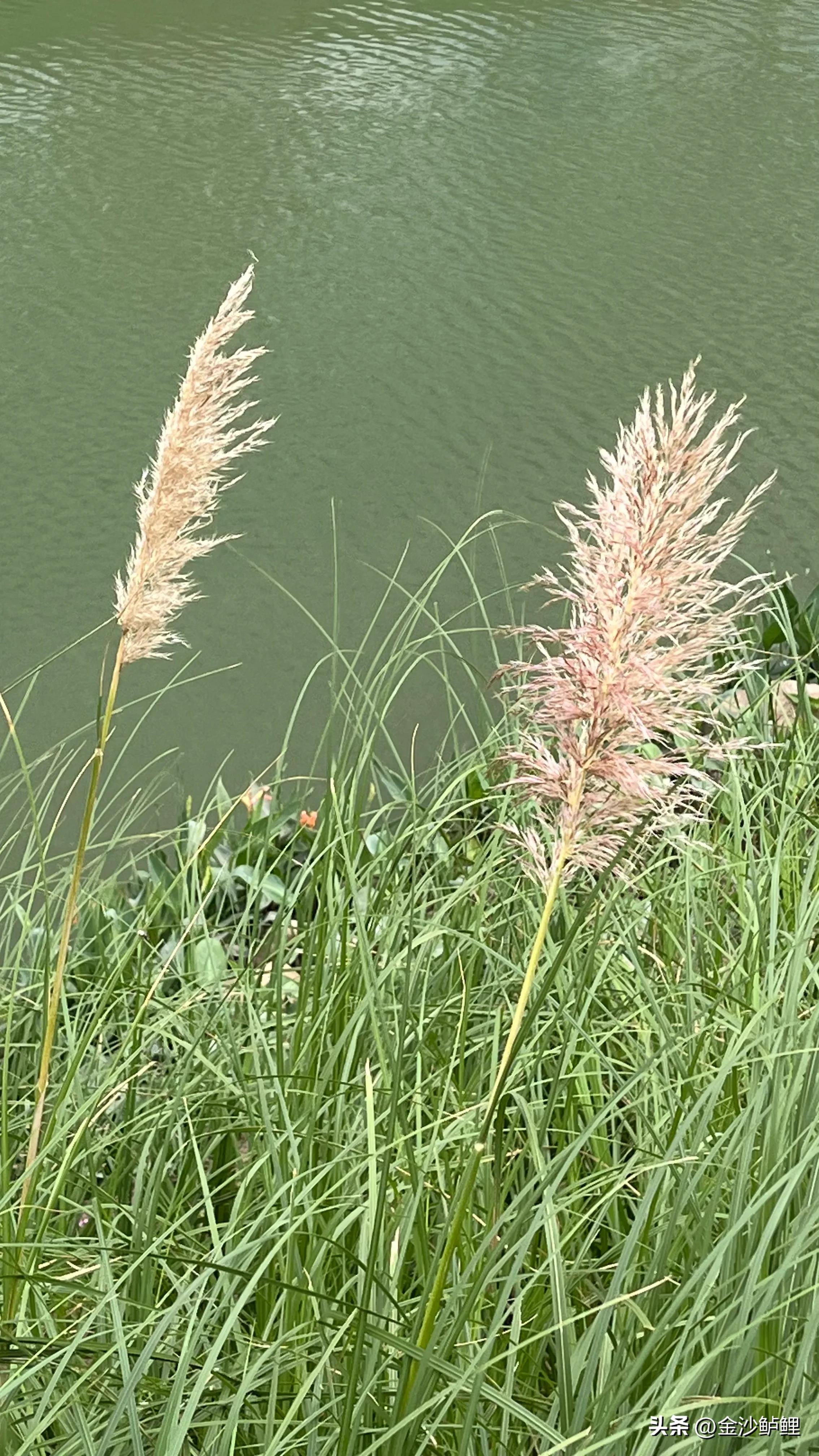 我的记忆和回忆,我的记忆简介