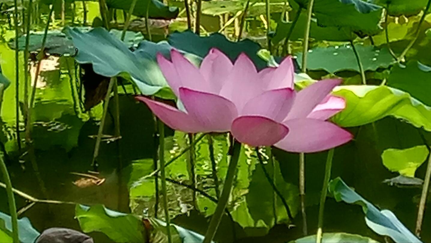 青春期社交恐惧症怎么克服,有社交恐惧症的人怎么克服