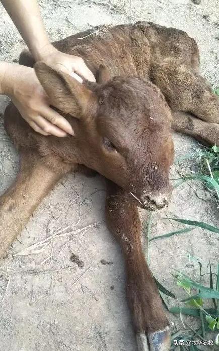 怀孕母牛流黏液怎么回事,怀孕母牛流红血是怎么回事