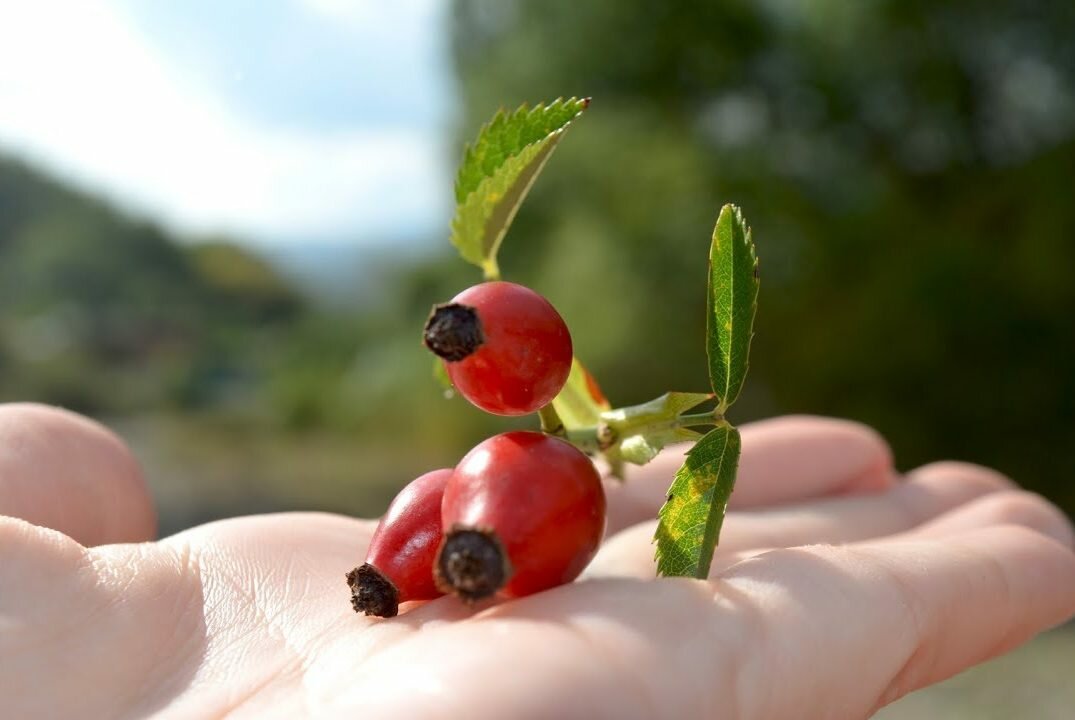 如果你用玫瑰果水洗脸，那么褪色的皮肤会在一周内说“谢谢”