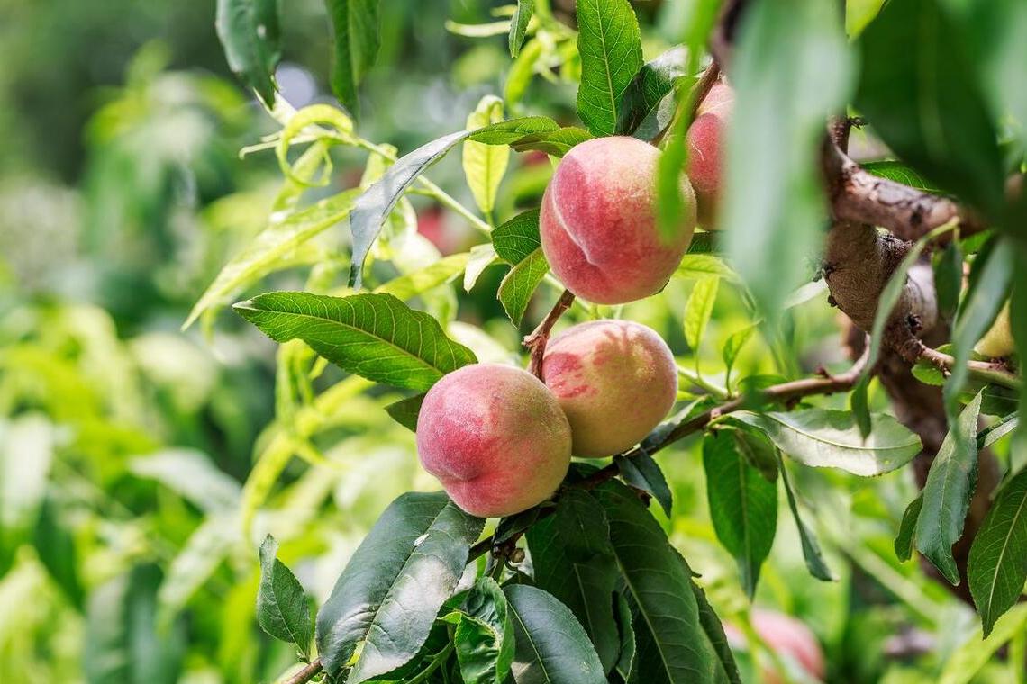 夏季吃什么轻松过夏,夏季最好的就是能吃到应季水果