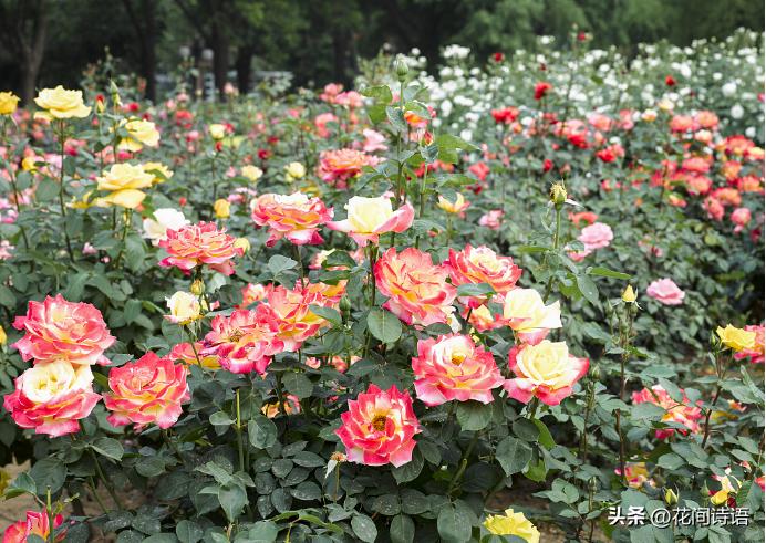 月季玫瑰蔷薇芍药牡丹的区别,月季玫瑰蔷薇区别在哪里