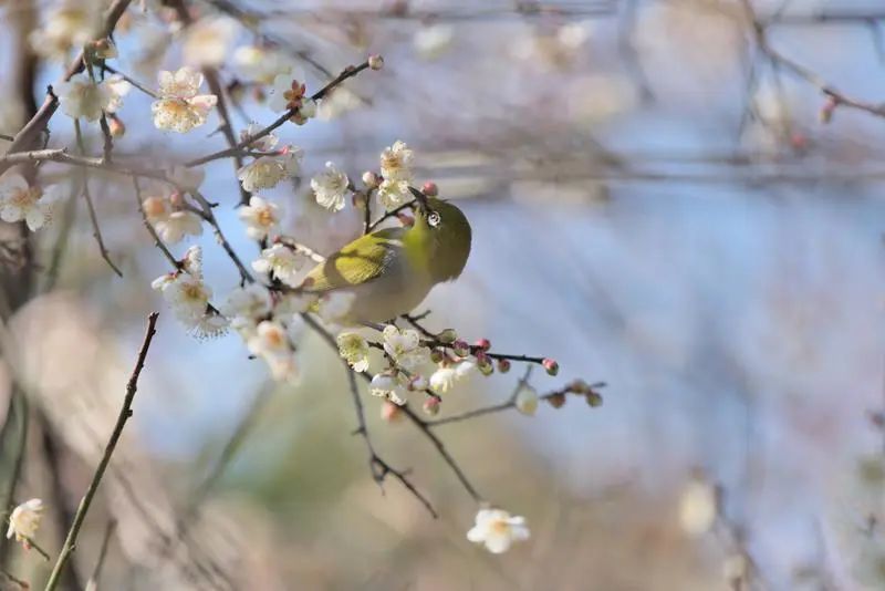 五彩云南风景,七彩云南介绍和特色