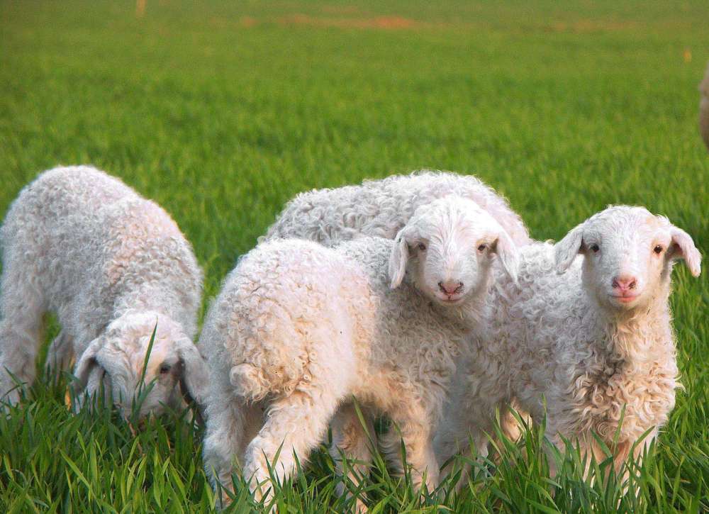 绵羊和山羊的区别哪个肉好吃,山羊肉和绵羊肉吃着有什么区别