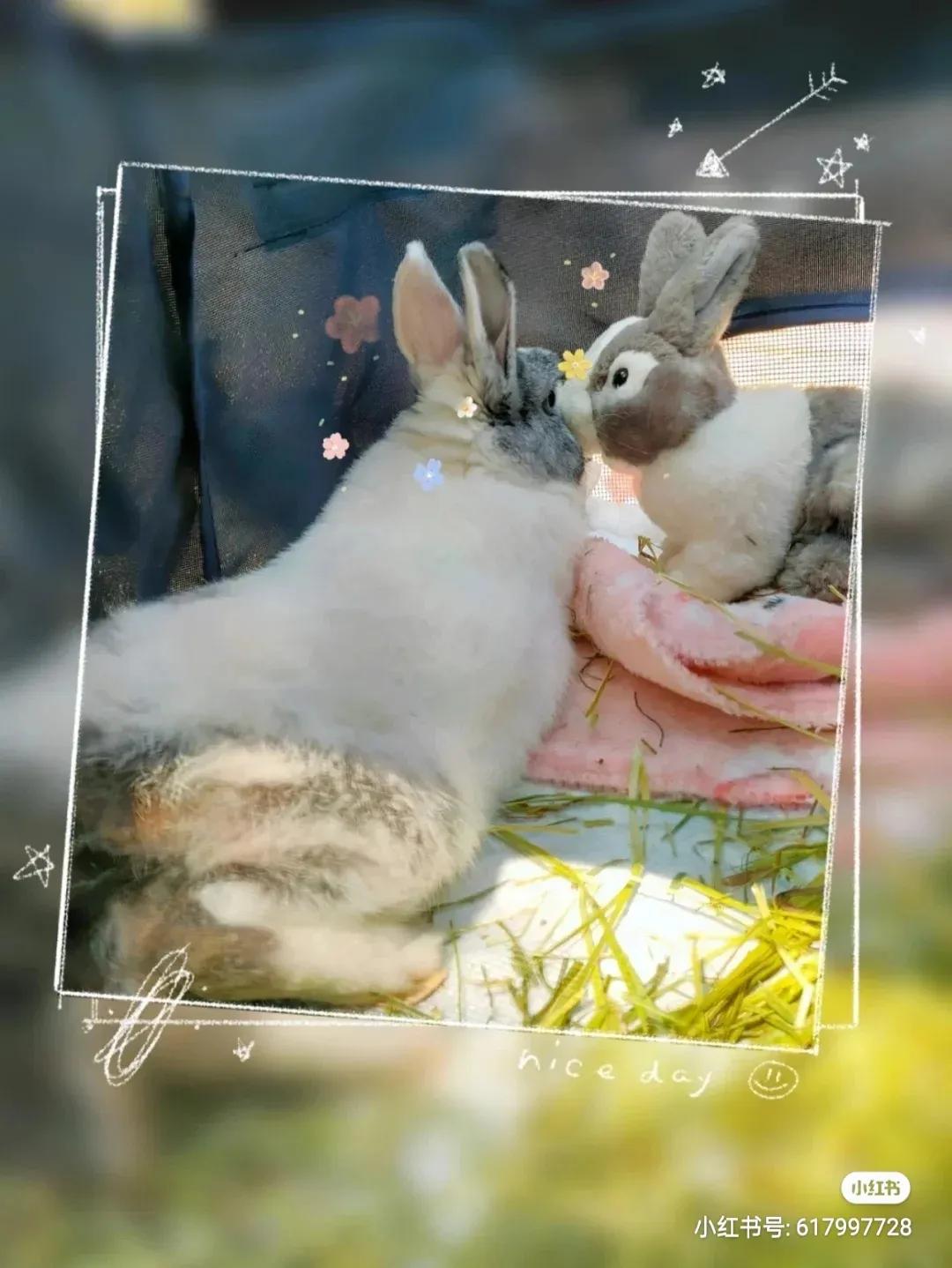 养兔记录,养兔记观察日记