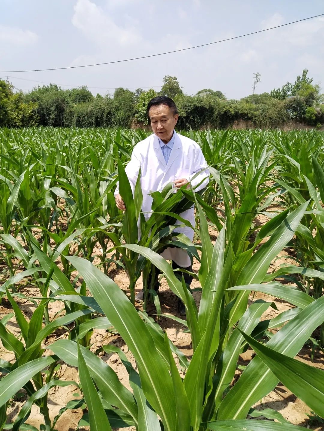 植物杂交育种方法,植物细胞杂交最新成果