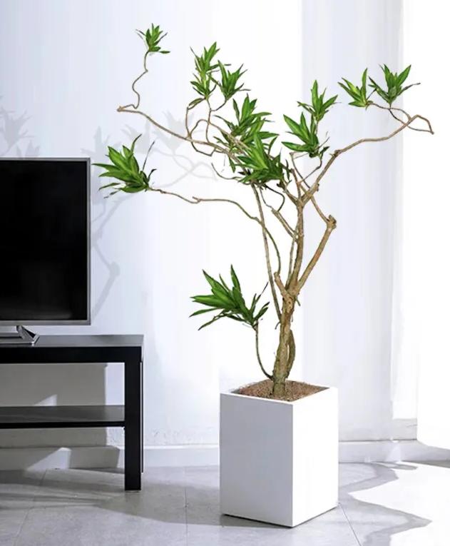 现代风好养的绿植搭配,好养简约风家里绿植