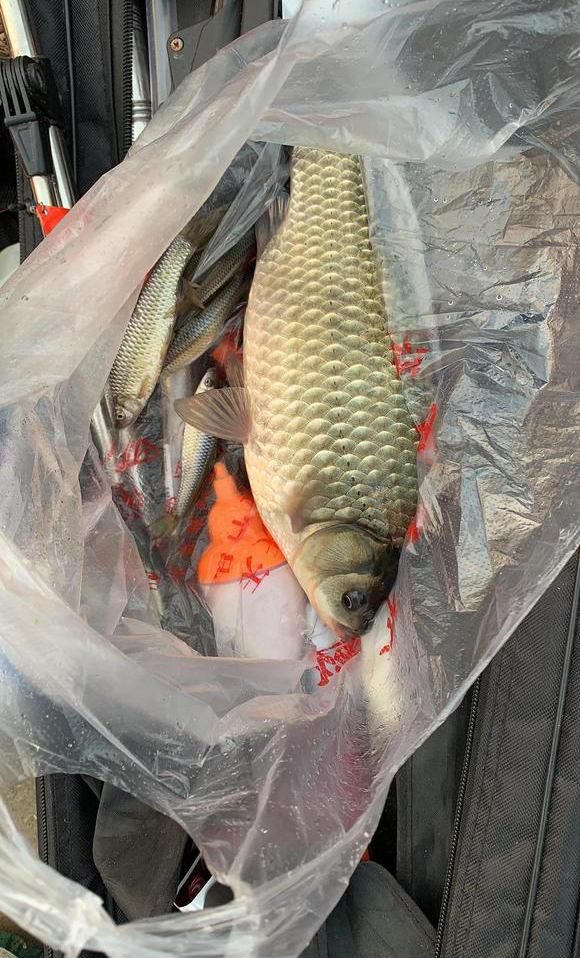 一根蚯蚓能钓多久,一盒蚯蚓钓鲫鱼