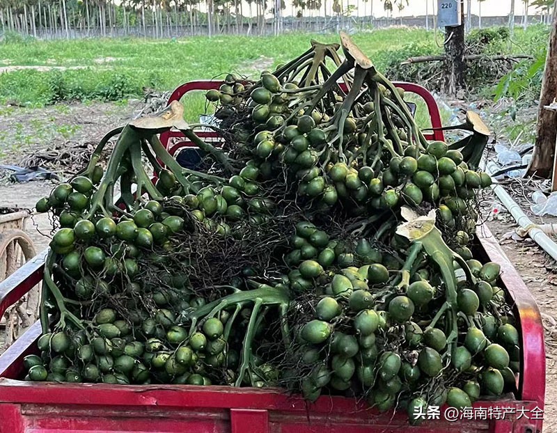 2022年海南槟榔预测价格,2022年11月2日海南槟榔价格