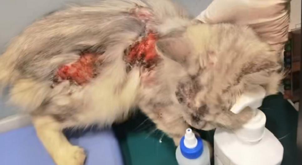 猫咪烫伤之后恢复的样子是什么样,流浪猫烫伤会自愈吗