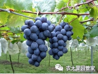 优质果树苗木品种介绍,最好的新品种苹果苗木