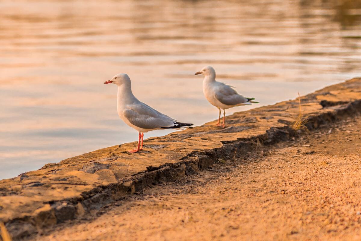 摄影的黄金分割构图法,摄影横向构图和纵向构图的特点