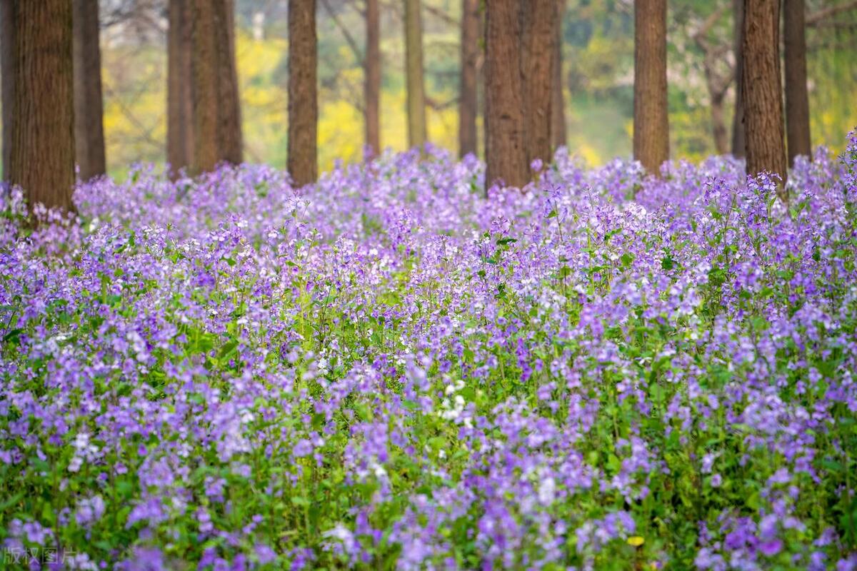 美人花种植方法,适合秋天播种的时令花