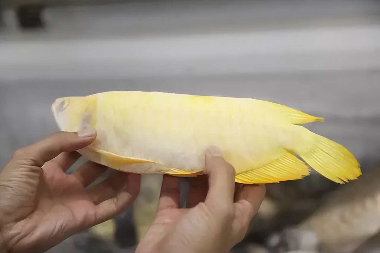 我把价值近十万的龙鱼虎鱼冻在了冰柜里