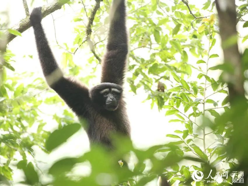 云南新发现一处高黎贡“白眉大侠”的家园