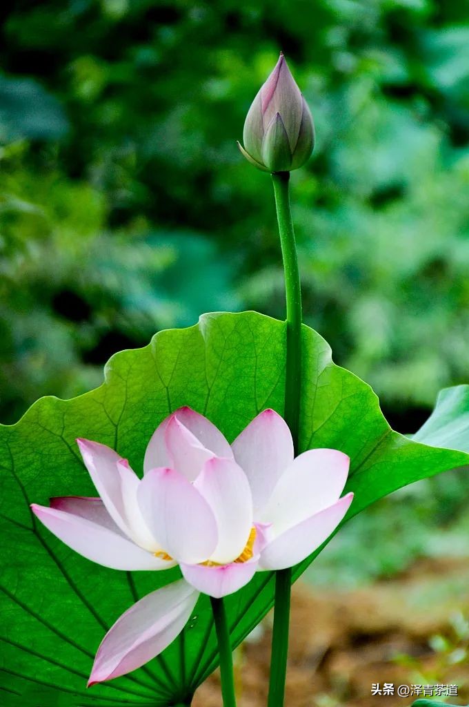 端午节如何吃粽子喝茶更健康,端午节吃粽子搭配茶解腻更健康