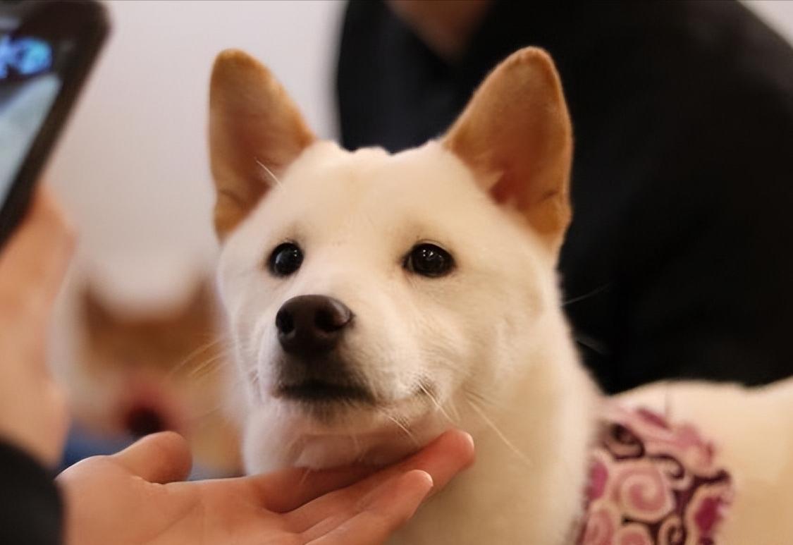 狗狗身上有四处“摸不得”，当心心理问题找上门