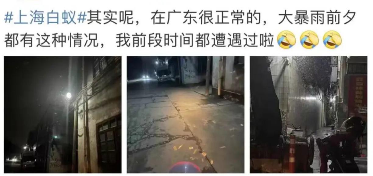 为什么上海今年出现大量白蚁,上海白蚁成群出现说明什么