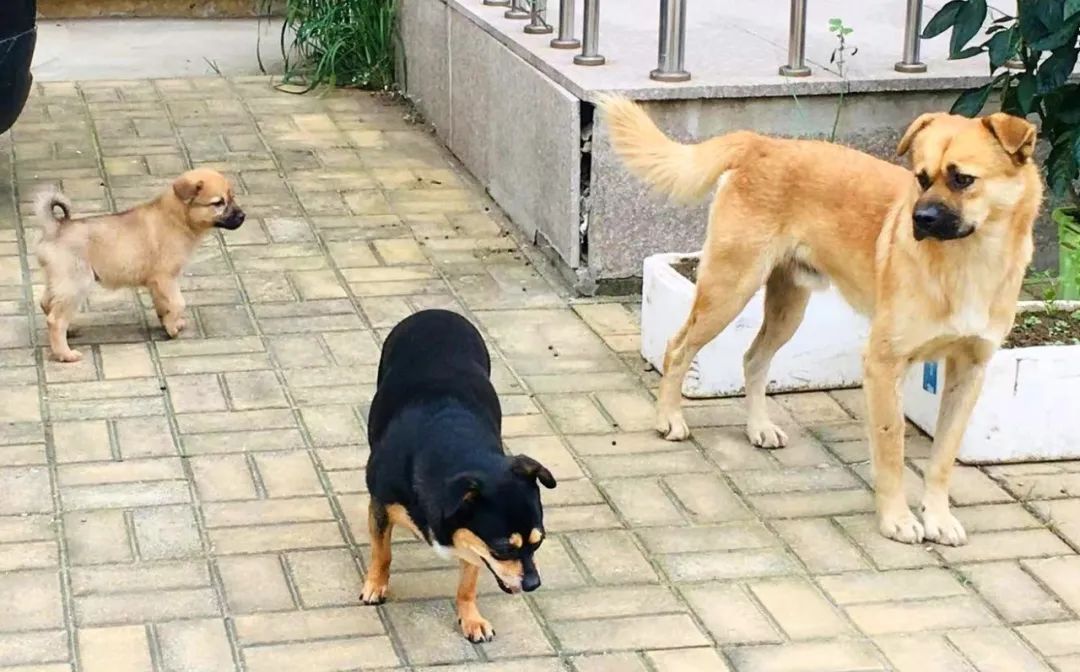 没有写完的黄猫胖太阳的故事