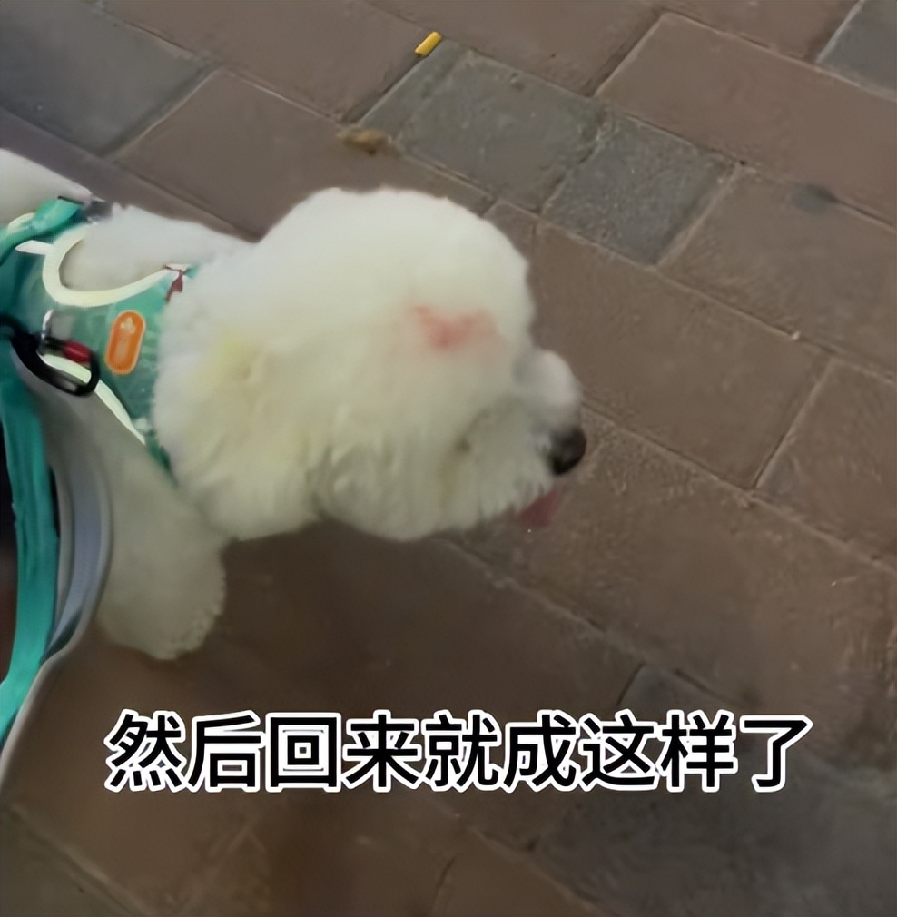 狗子坐飞机一秒钟被亲了八次，毛都快撸秃了…空姐：是不是轮到我