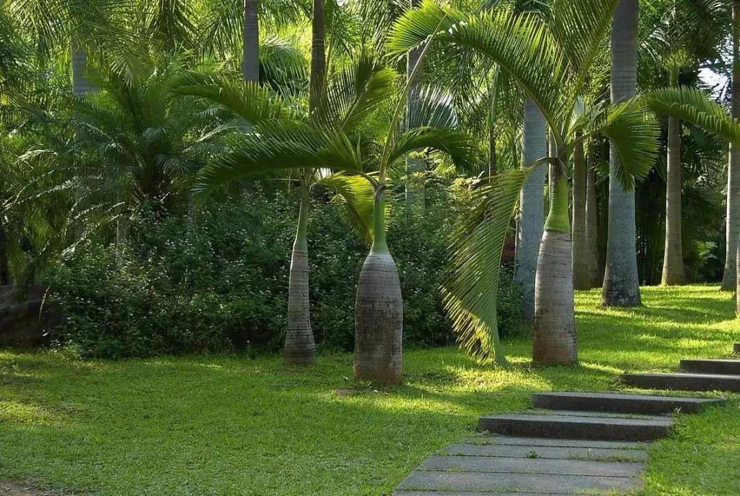 云南西双版纳旅游攻略app,云南西双版纳旅游攻略自由行12月