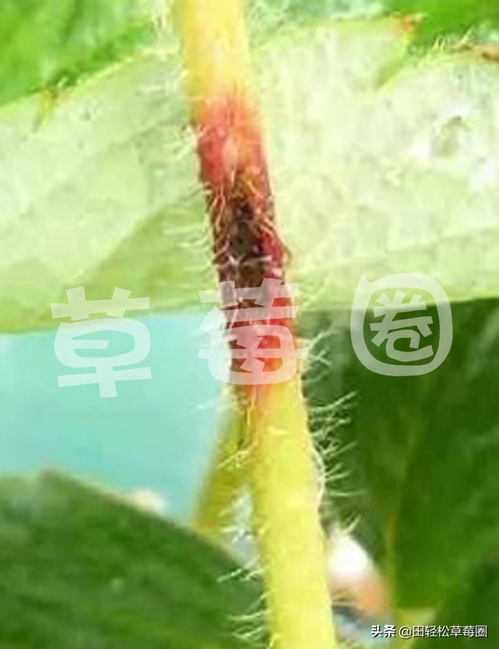 几种防控草莓炭疽病的有效方法,草莓炭疽病的防治