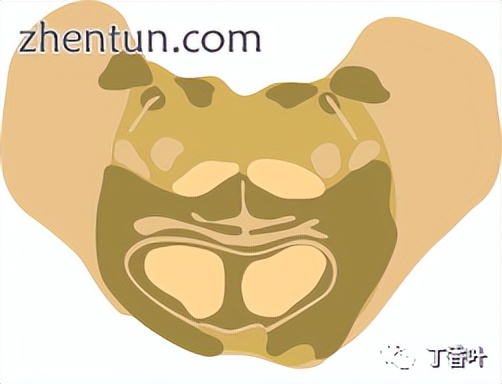 脑干的功能主要是什么作用,脑干控制人的什么功能