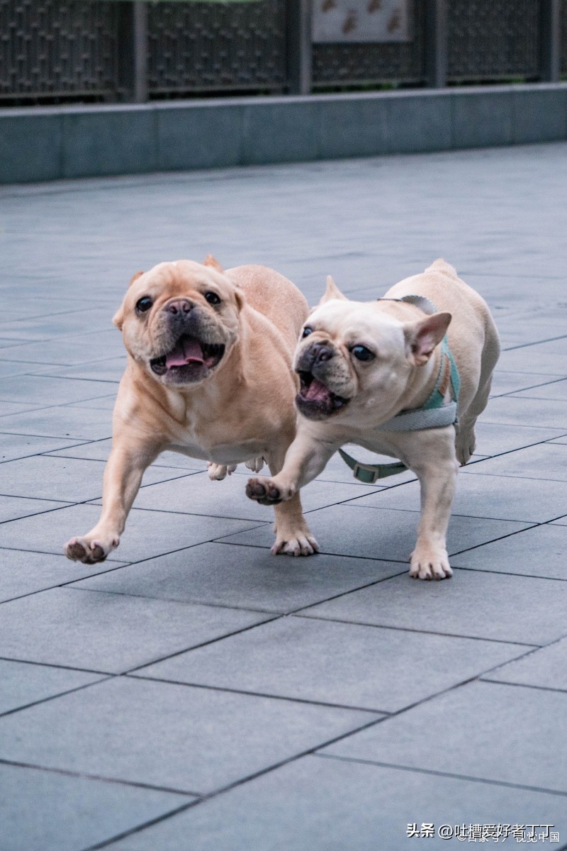 巴哥犬体臭最佳治疗方法,巴哥犬是不是自带体臭