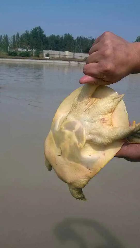 甲鱼养殖有前景吗视频,甲鱼养殖前景和现状