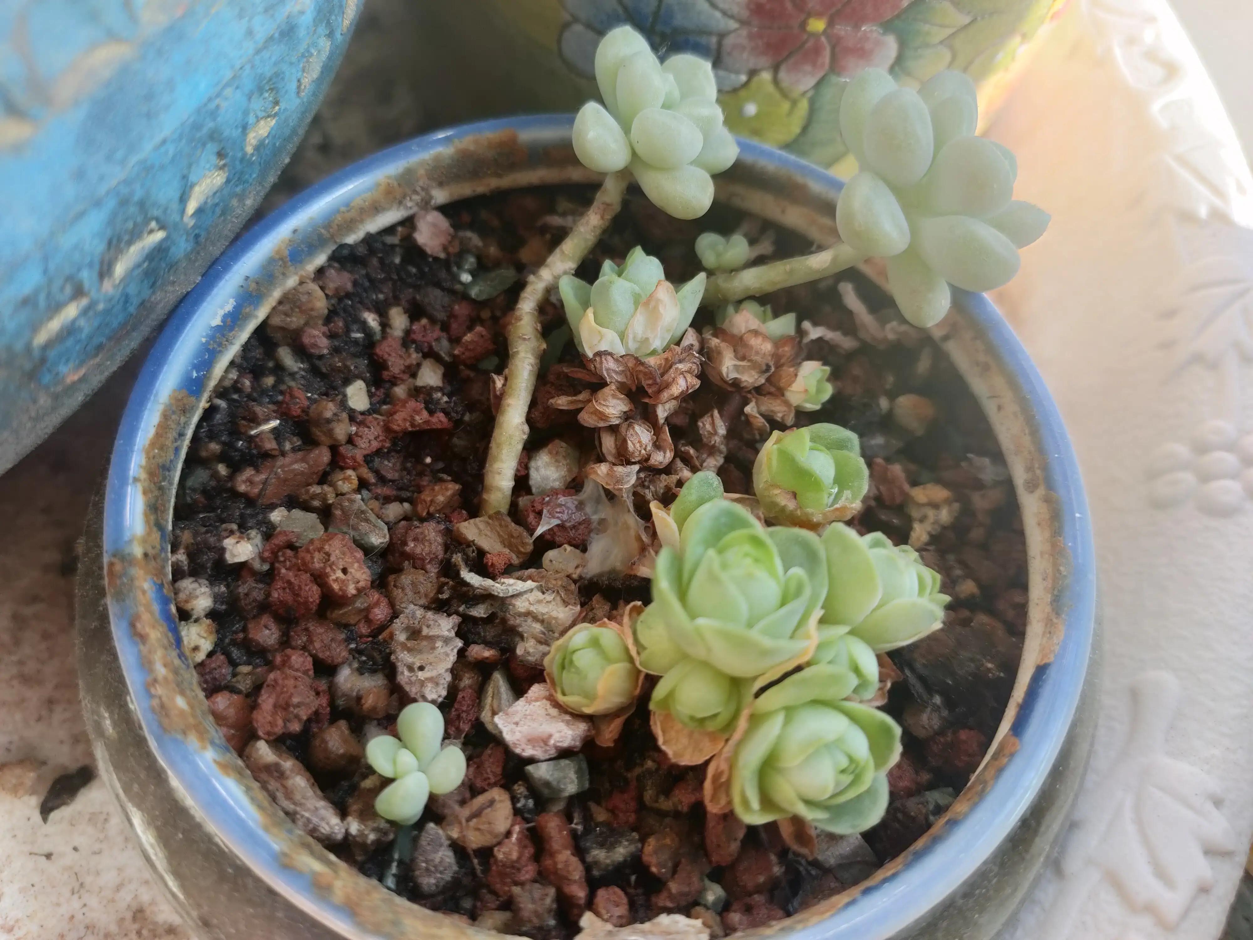 雪樱多肉韩国进口,韩国芦荟多肉品种