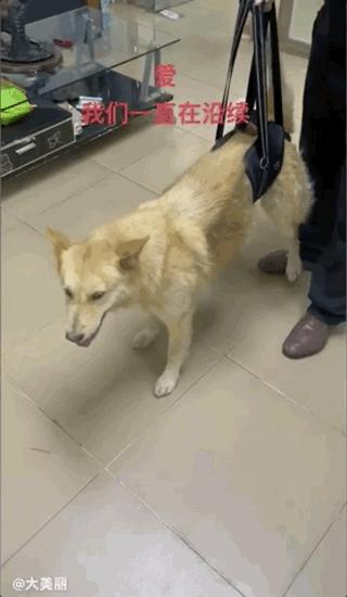 土狗月薪3000,小土狗打工