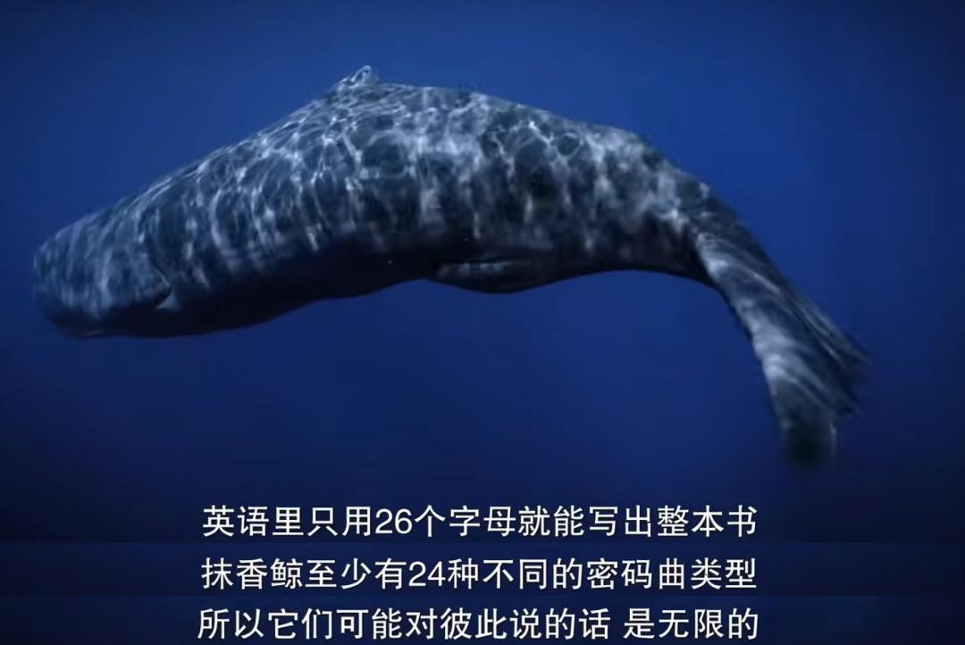 豆瓣排名第五摄人心魄的好片,豆瓣8.6分今年看过最良心的电影