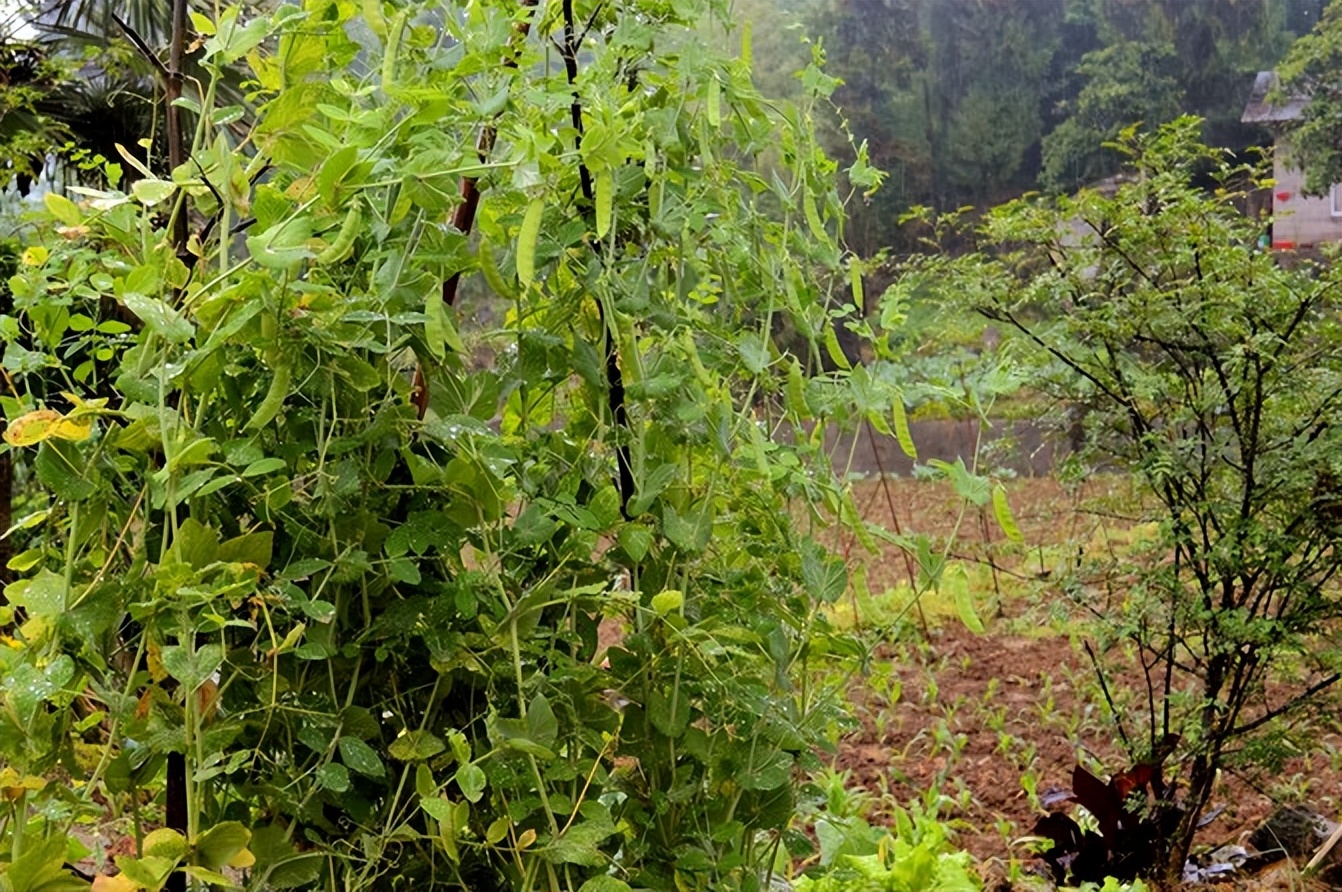 宣恩一座小城,湖北宣恩美丽的小城