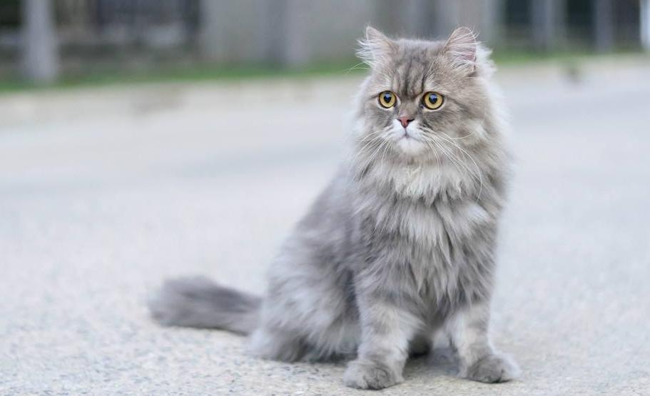 高贵的波斯猫漫画免费观看,高贵的波斯猫动漫合集