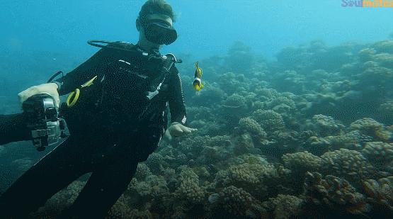 国外美女姐姐海里偶遇一只小鱼，竟引发神奇友谊！网友：前世情人