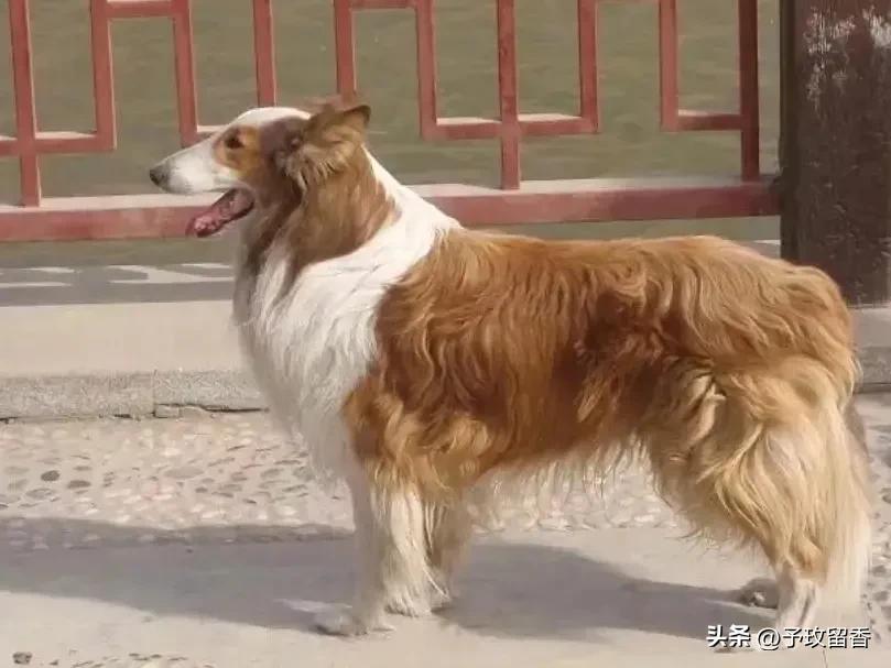 宠物狗应该怎么养详细介绍科普,宠物狗喂养及训练方法有哪些