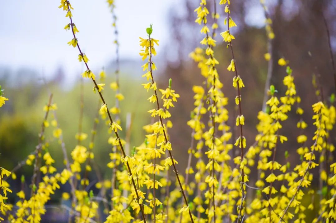 春末的春花盛开诗句,春花的诗句和优美句子