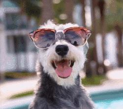 养狗首选的3种狗既便宜又好养,新手养狗什么狗比较便宜好养