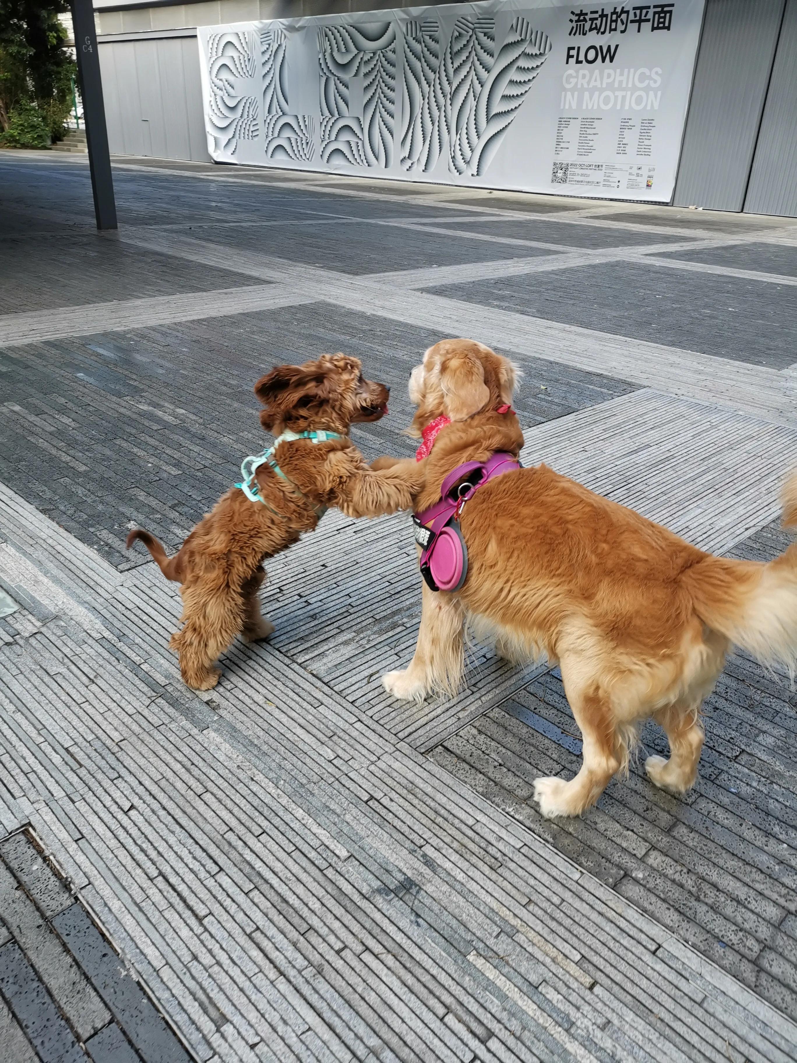 我不是金毛，是英国可卡犬—水煎包的自我介绍,包子麻麻的讲述