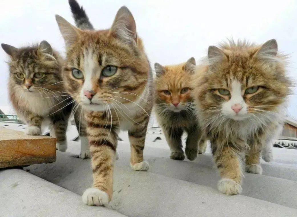 普京空手道黑带九段,普京跆拳道黑带9段