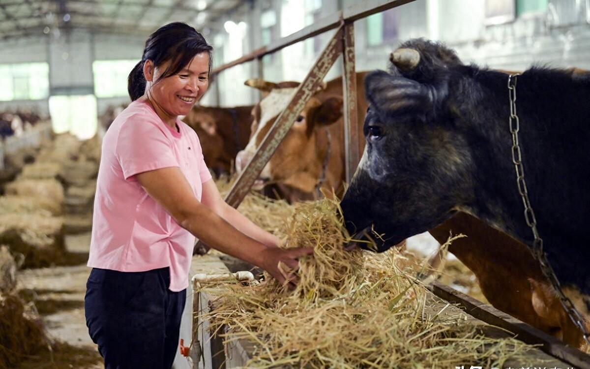 牛肉价格45元3斤，牛价已经跌成这样了？2023年11月11日牛价