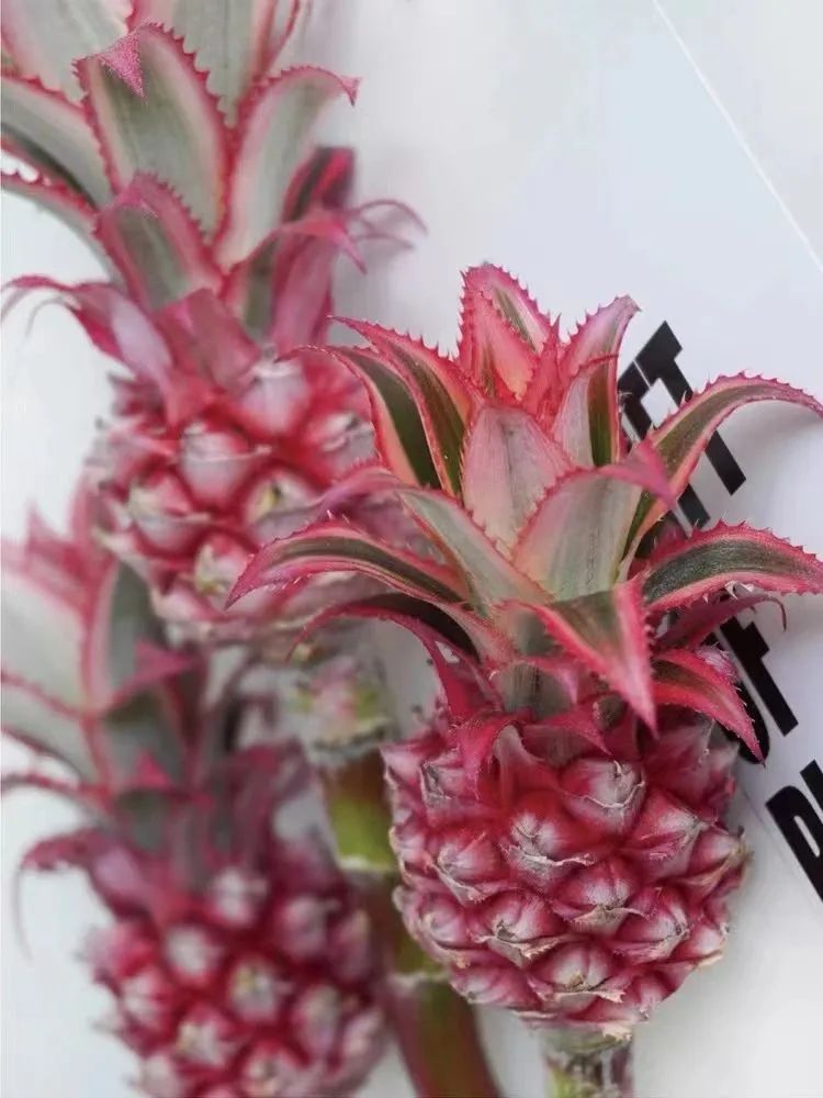 春天的美藏在这迷人的色彩里,春天的颜色美极了