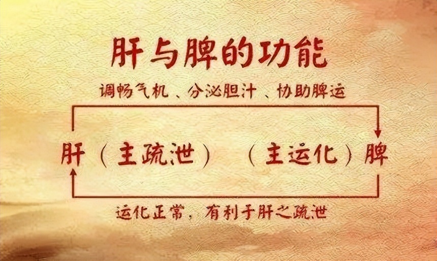 肝气郁结和脾虚有关系？中医教你辩证看待肝郁脾虚，对症调理