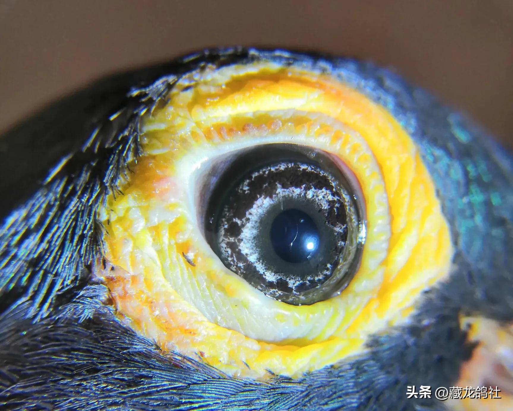 赛鸽探秘鸽眼之谜,赛鸽鸽眼讲解图