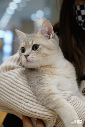 狗道宠物上海嘉定店,狗道宠物百联南方店