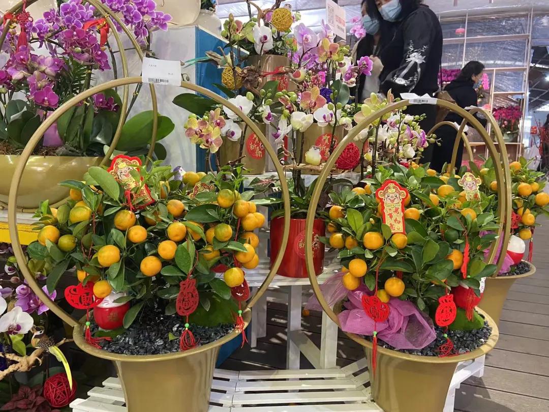 广州芳村花卉市场开市,广州岭南花卉天光墟开市时间