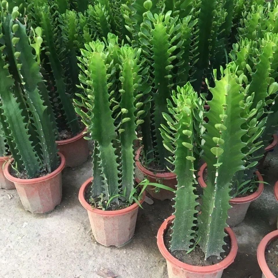 为啥龙骨植物非常少,龙骨花有什么好处有什么坏处